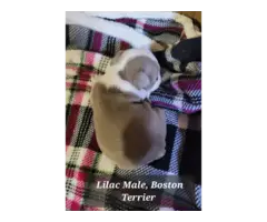 1 male Lilac and 2 female Blue Boston terrier puppies