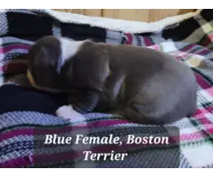 1 male Lilac and 2 female Blue Boston terrier puppies