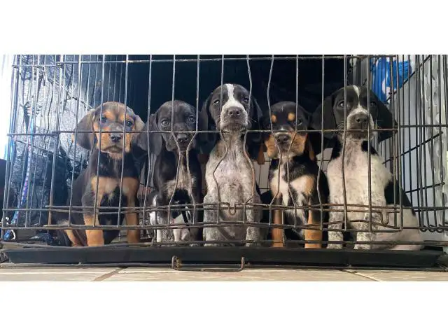 Bluetick puppies for sale - 1/1