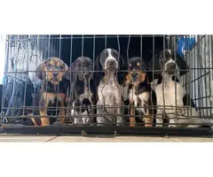 Bluetick puppies for sale - 1