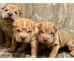 Three Akc Shar-pei pups are ready for new homes