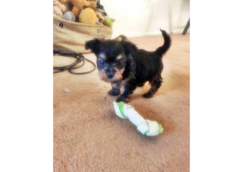1 cute tiny beautiful Black and Tan male Dorkie Puppy