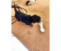 1 cute tiny beautiful Black and Tan male Dorkie Puppy - 3
