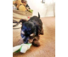 1 cute tiny beautiful Black and Tan male Dorkie Puppy - 4