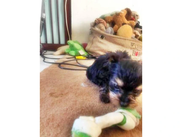 1 cute tiny beautiful Black and Tan male Dorkie Puppy - 5/6