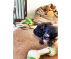 1 cute tiny beautiful Black and Tan male Dorkie Puppy - 5