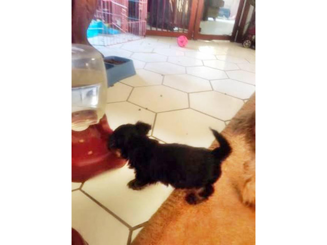 1 cute tiny beautiful Black and Tan male Dorkie Puppy New York City