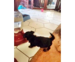 1 cute tiny beautiful Black and Tan male Dorkie Puppy - 6