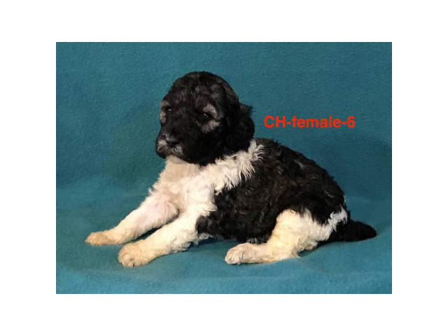 Standard Poodle full AKC in Jackson, Mississippi - Puppies ...