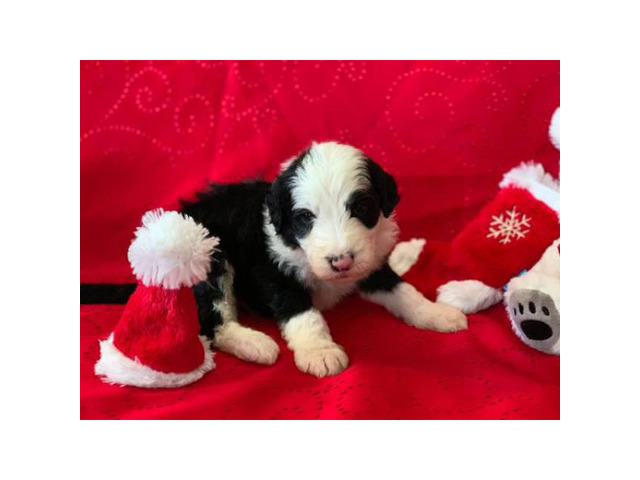 f1 sheepadoodle puppies for sale
