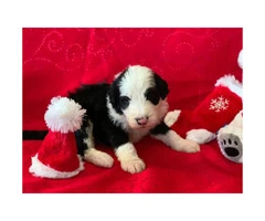 F1 Sheepadoodle puppies for sale, 3 male, 2 female