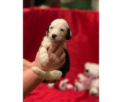 F1 Sheepadoodle puppies for sale, 3 male, 2 female - 2