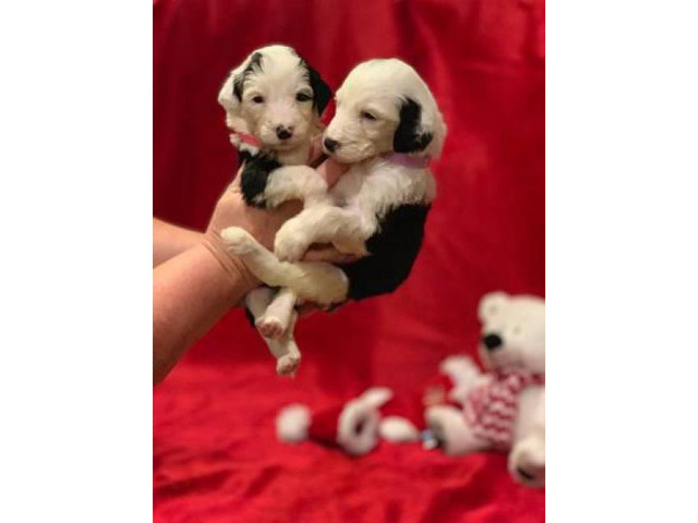 sheepadoodle near me