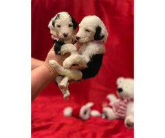 F1 Sheepadoodle puppies for sale, 3 male, 2 female - 3