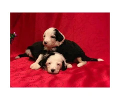 F1 Sheepadoodle puppies for sale, 3 male, 2 female - 4