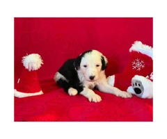 F1 Sheepadoodle puppies for sale, 3 male, 2 female - 5