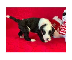 F1 Sheepadoodle puppies for sale, 3 male, 2 female - 7