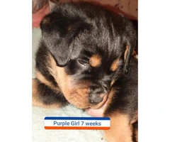 2 female Rottweilers for sale