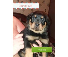 2 female Rottweilers for sale - 2