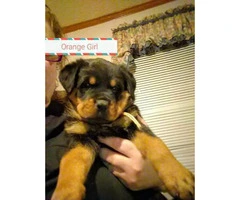 2 female Rottweilers for sale - 3