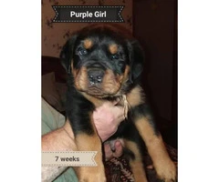 2 female Rottweilers for sale - 4