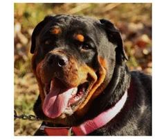 2 female Rottweilers for sale - 5