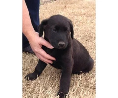 4 more lab mix puppies for sale - 2
