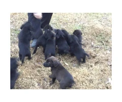 4 more lab mix puppies for sale - 3
