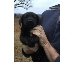 4 more lab mix puppies for sale - 5