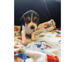 4 beagle pups left, Price is $600 - 1