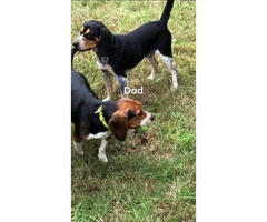 4 beagle pups left, Price is $600 - 2