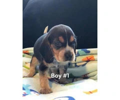 4 beagle pups left, Price is $600 - 5