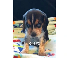 4 beagle pups left, Price is $600 - 6