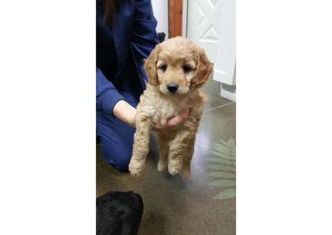 Aussie Doodle Puppies - Gorgeous, Smart and occasional Shedding