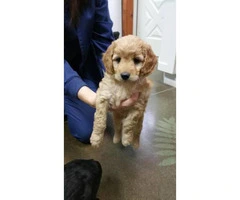 Aussie Doodle Puppies - Gorgeous, Smart and occasional Shedding