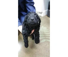 Aussie Doodle Puppies - Gorgeous, Smart and occasional Shedding - 2