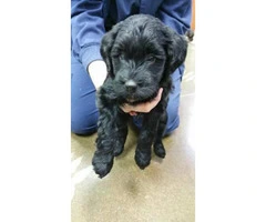 Aussie Doodle Puppies - Gorgeous, Smart and occasional Shedding - 3