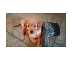 Aussie Doodle Puppies - Gorgeous, Smart and occasional Shedding - 4