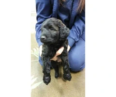 Aussie Doodle Puppies - Gorgeous, Smart and occasional Shedding - 5