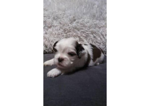 Shih Tzu Puppies with ACA papers. $600 price tag