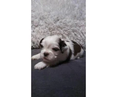 Shih Tzu Puppies with ACA papers. $600 price tag