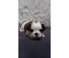 Shih Tzu Puppies with ACA papers. $600 price tag - 2