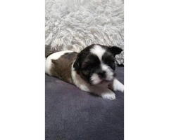 Shih Tzu Puppies with ACA papers. $600 price tag - 3