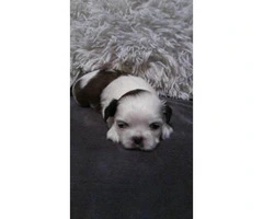 Shih Tzu Puppies with ACA papers. $600 price tag - 4