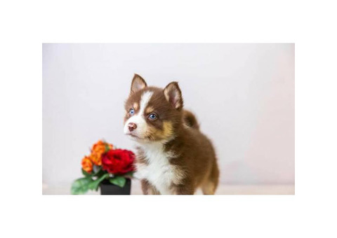 Super friendly Pomsky puppies ready to go