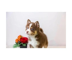 Super friendly Pomsky puppies ready to go