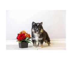 Super friendly Pomsky puppies ready to go - 2