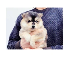 Super friendly Pomsky puppies ready to go - 4