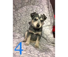 4 beautiful Blue Heeler puppies for sale
