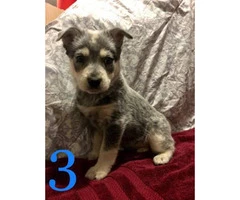 4 beautiful Blue Heeler puppies for sale - 2